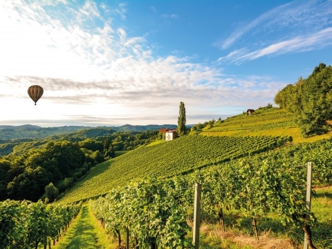 Weingärten im Burgund