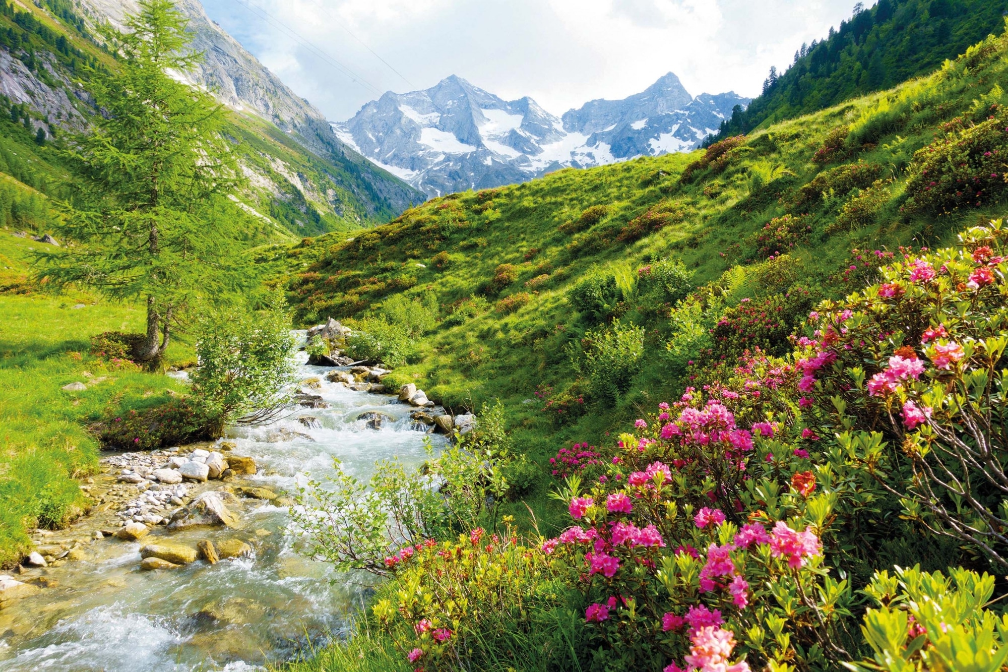 Tirol, Bergsommer, Alpenrosen am Hochgebirgsbach