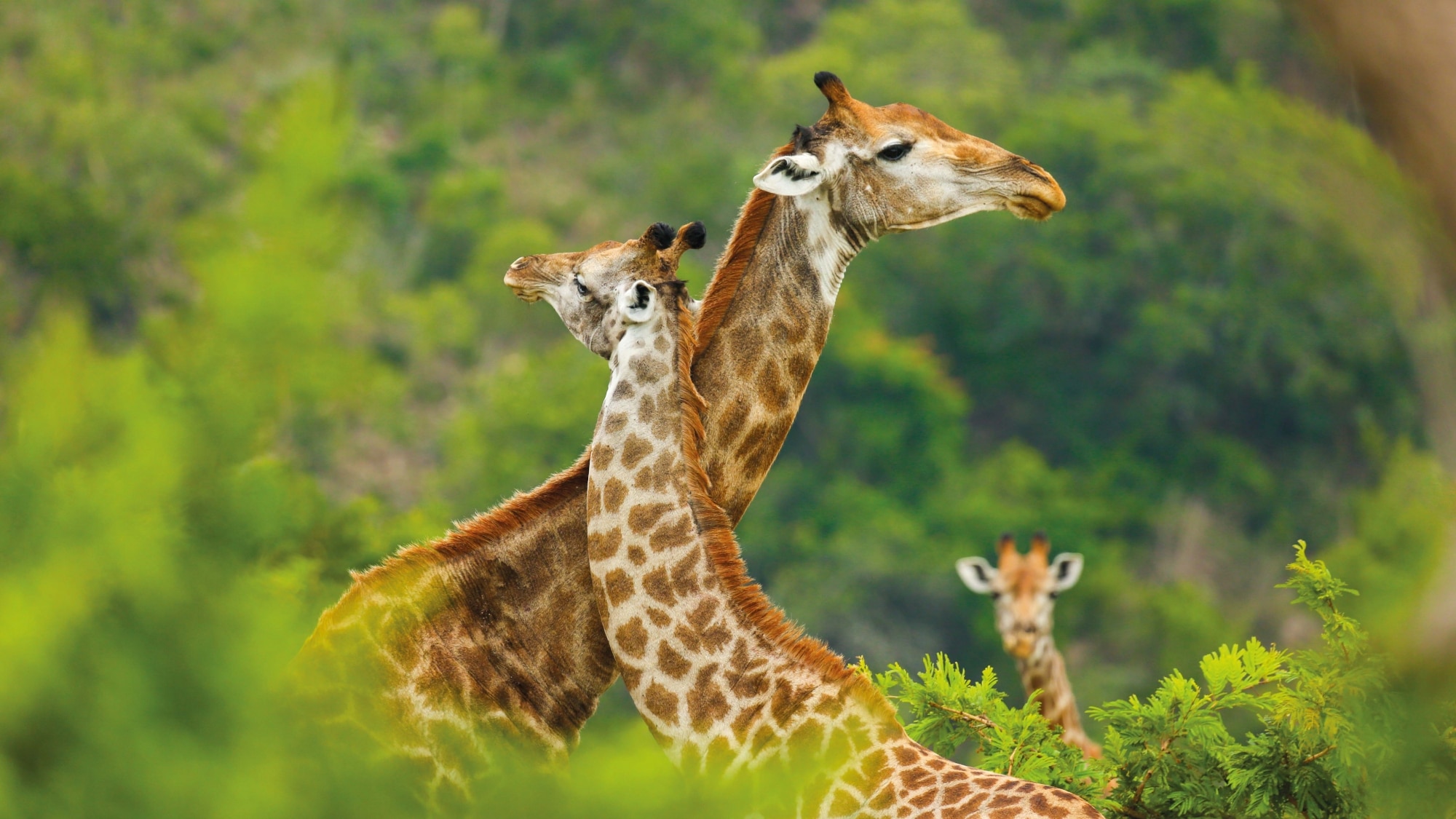 Südafrika, Kruger Nationalpark, Giraffe