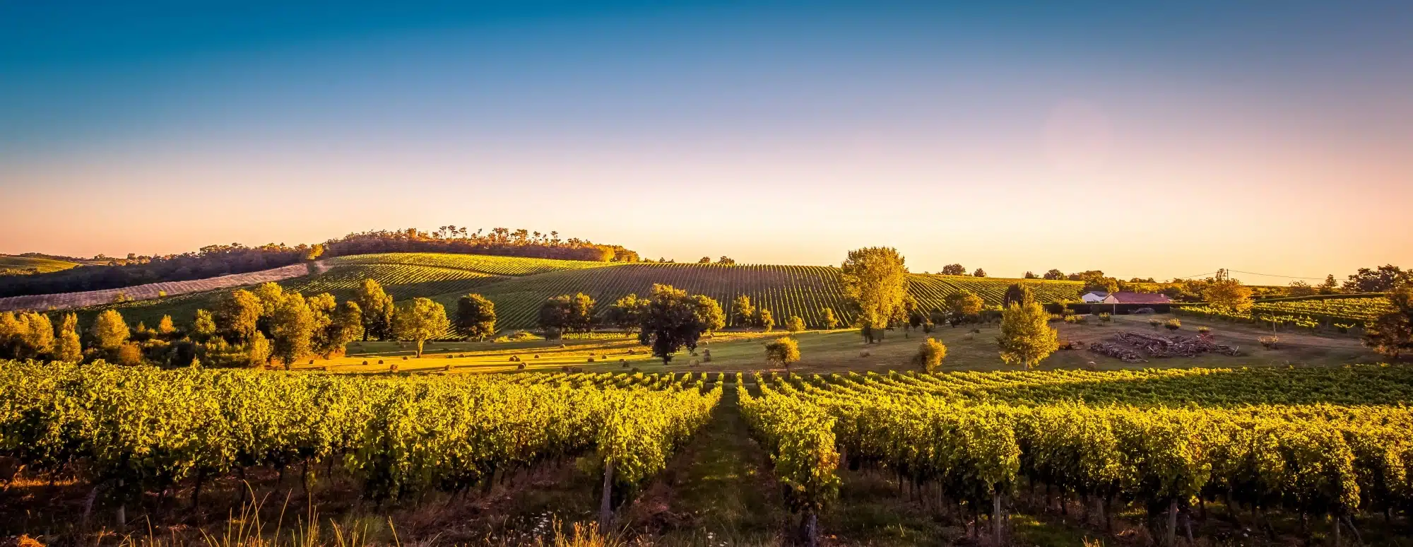 Weinlandschaft, Bordeaux