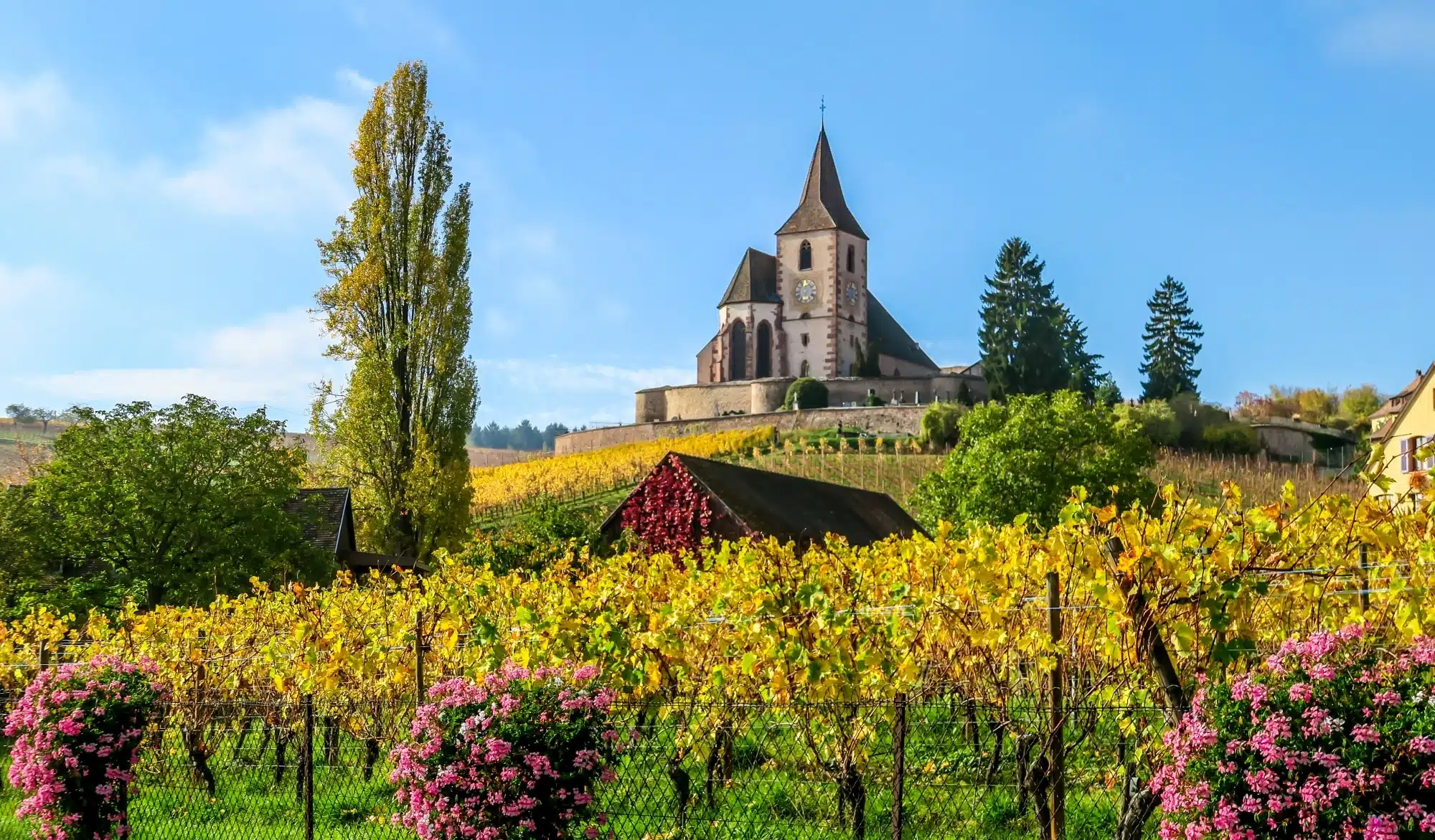 Weinlandschaft Elsass