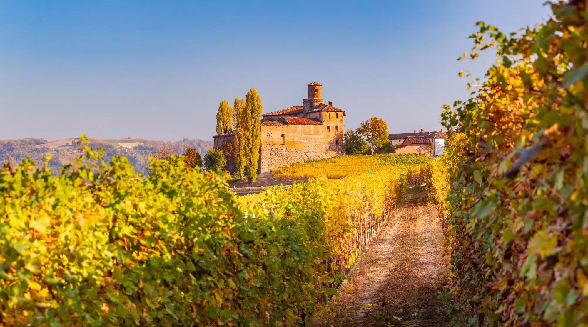 Langhe © adobestock