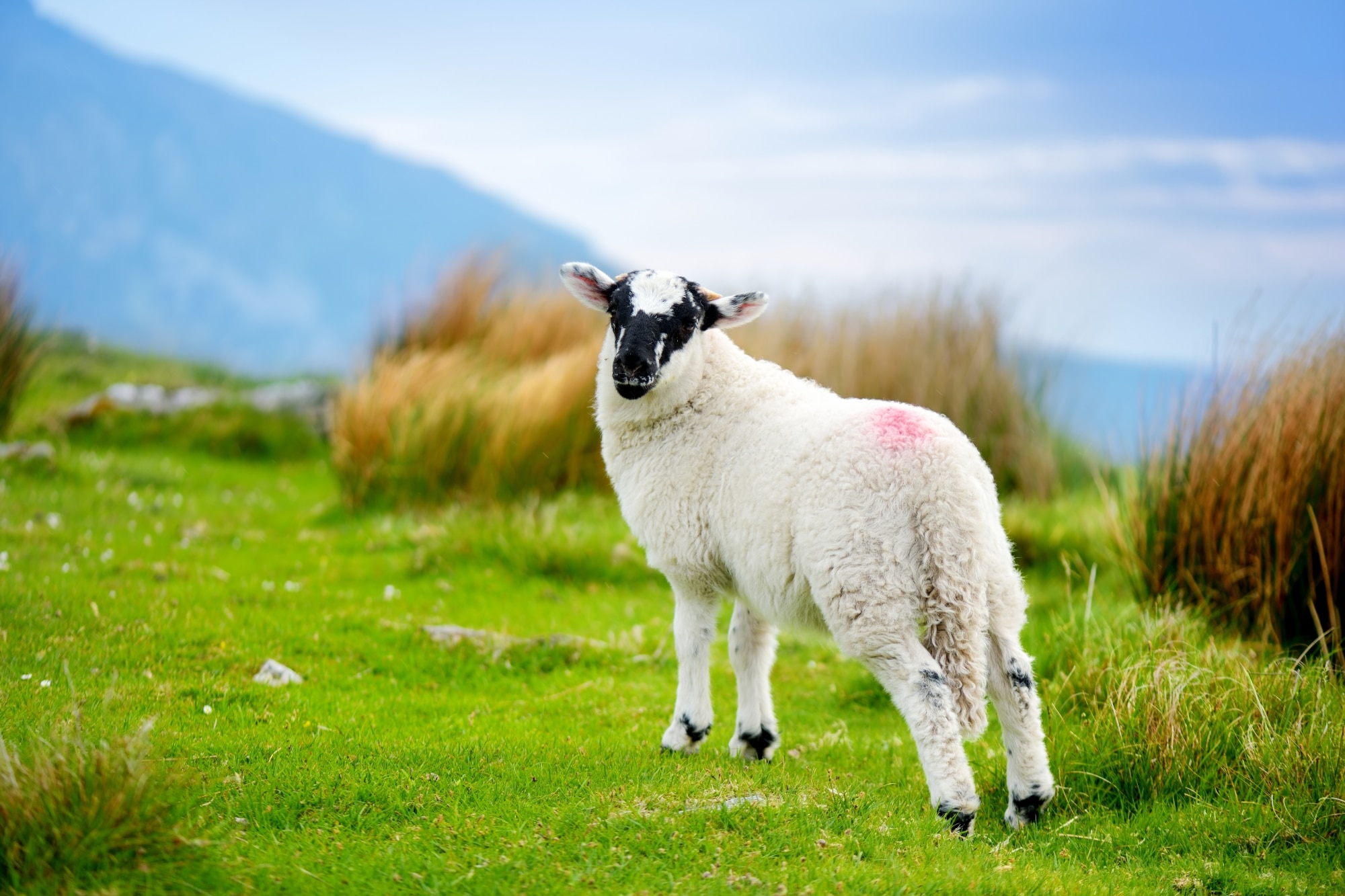 Schaf in Irland © adobestock