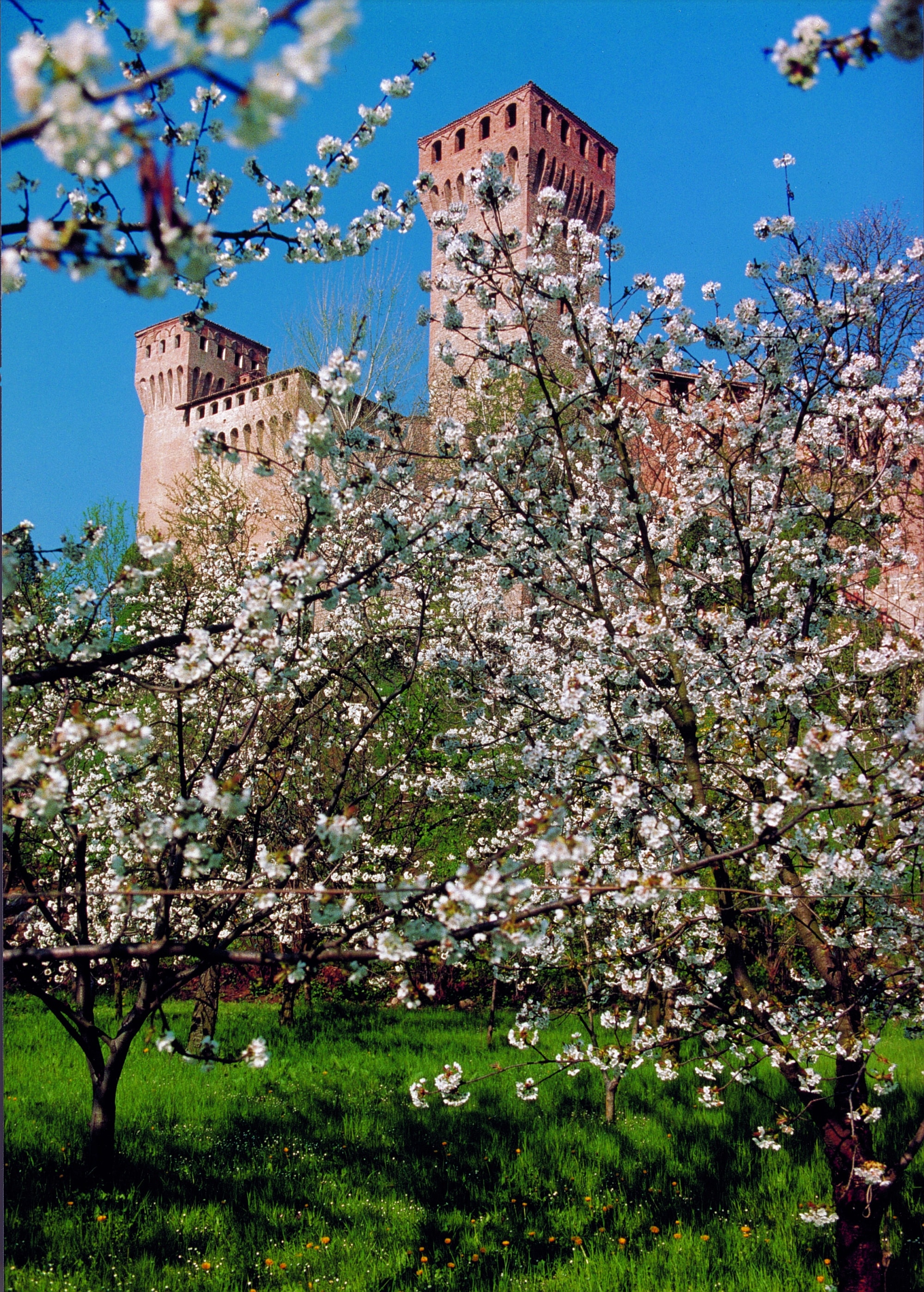 Kirschblüte in Vignola©Alfondo_Malferrari