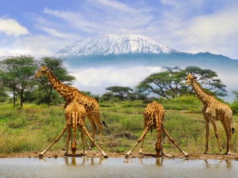 Giraffen und der Kilimandscharo