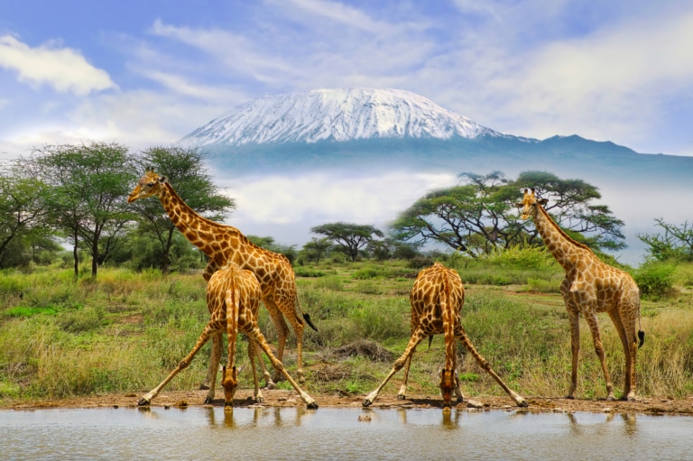 urlaub in afrika safari und badeurlaub