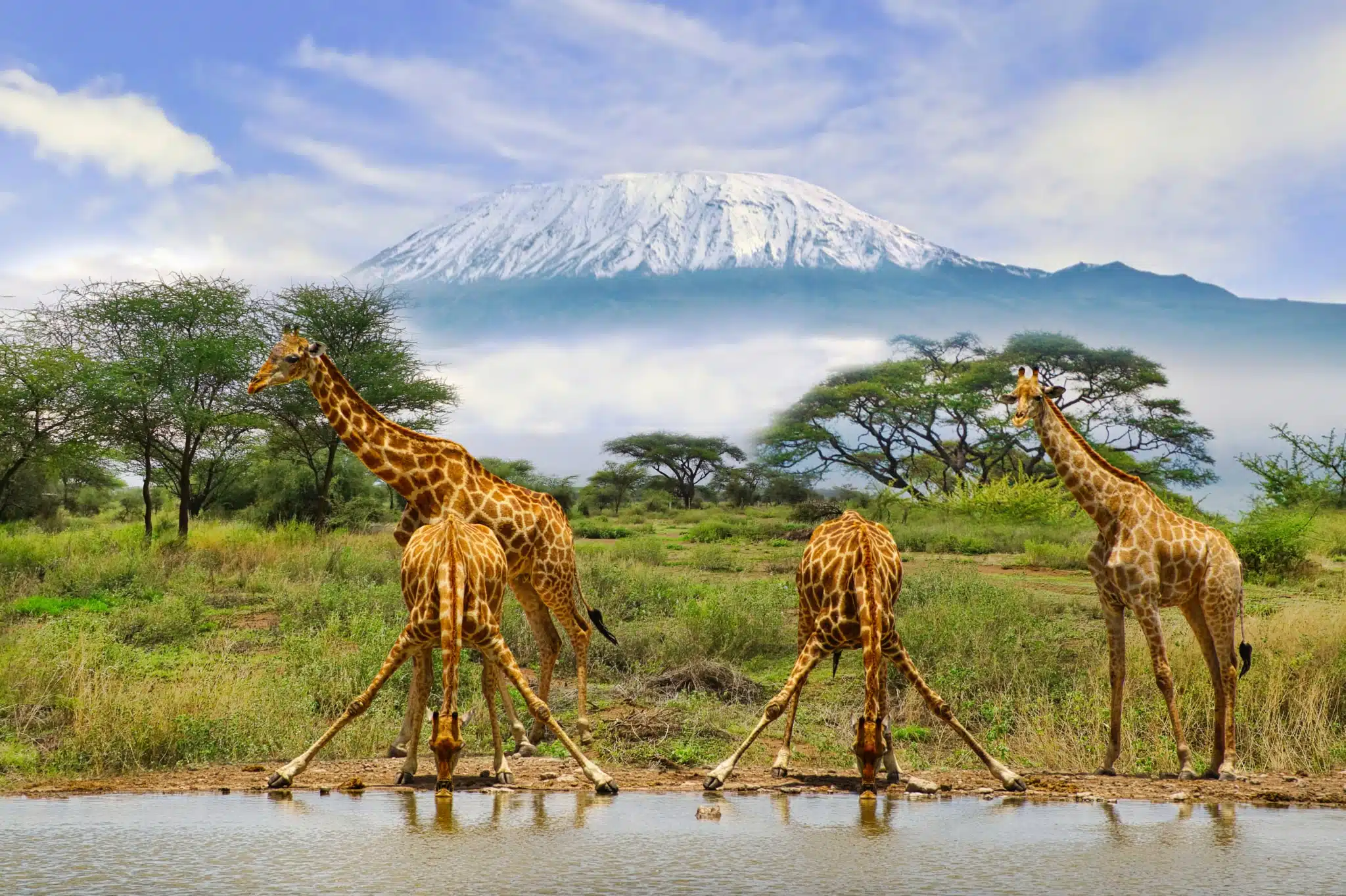 Giraffen und der Kilimandscharo im Amboseli Nationalpark Giraffen und der Kilimandscharo