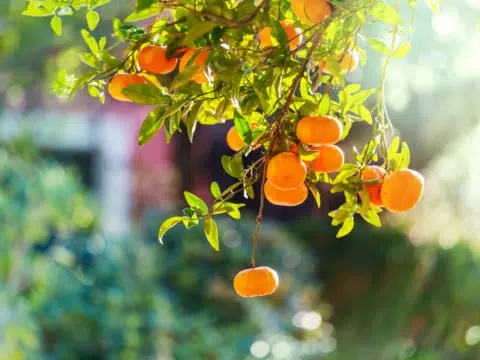 Mandarinen Mandarinen