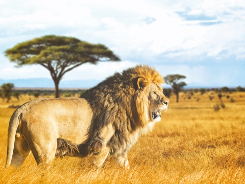 Namibia, Löwe in der Savanne