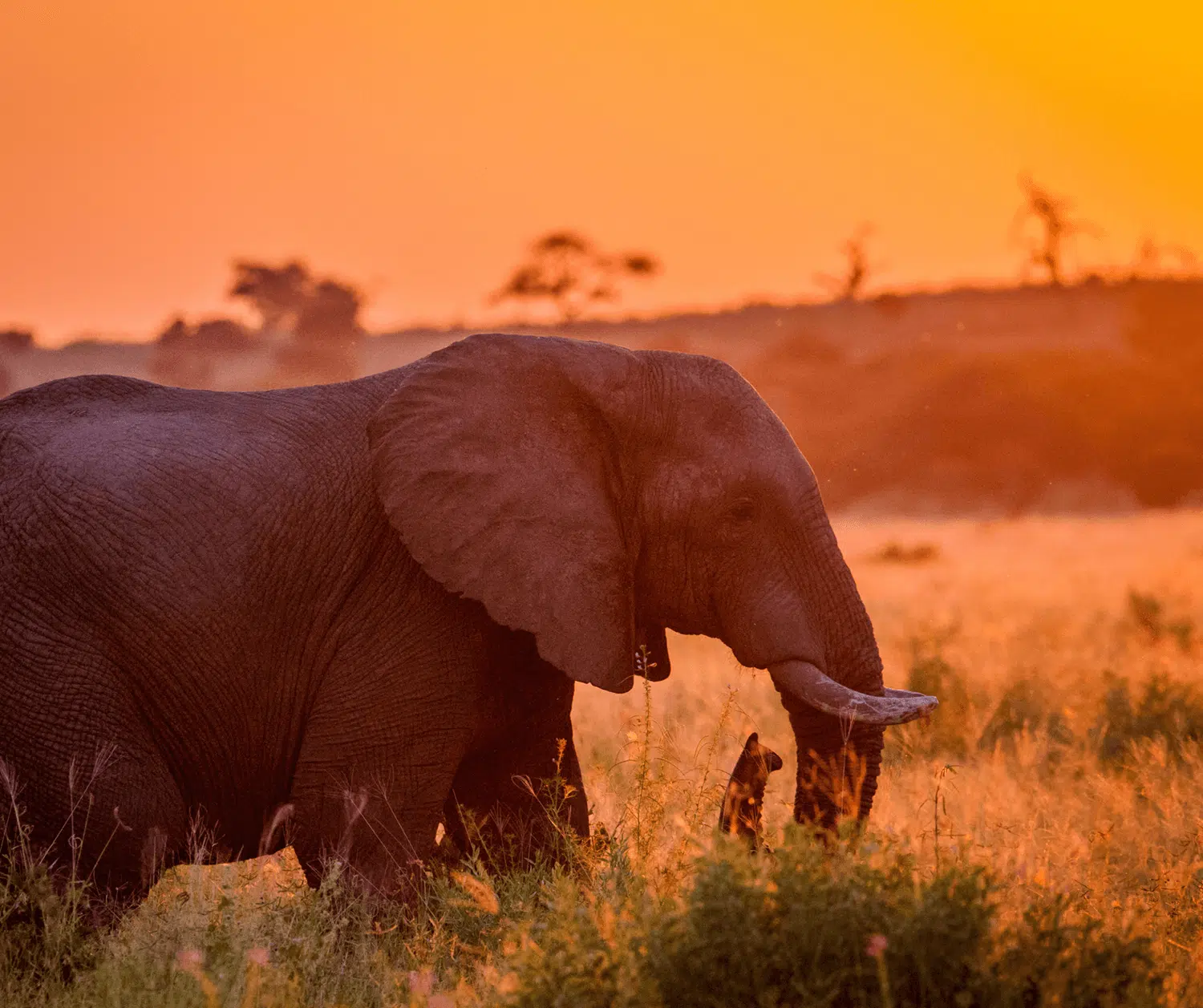 Elefant im Südafrika