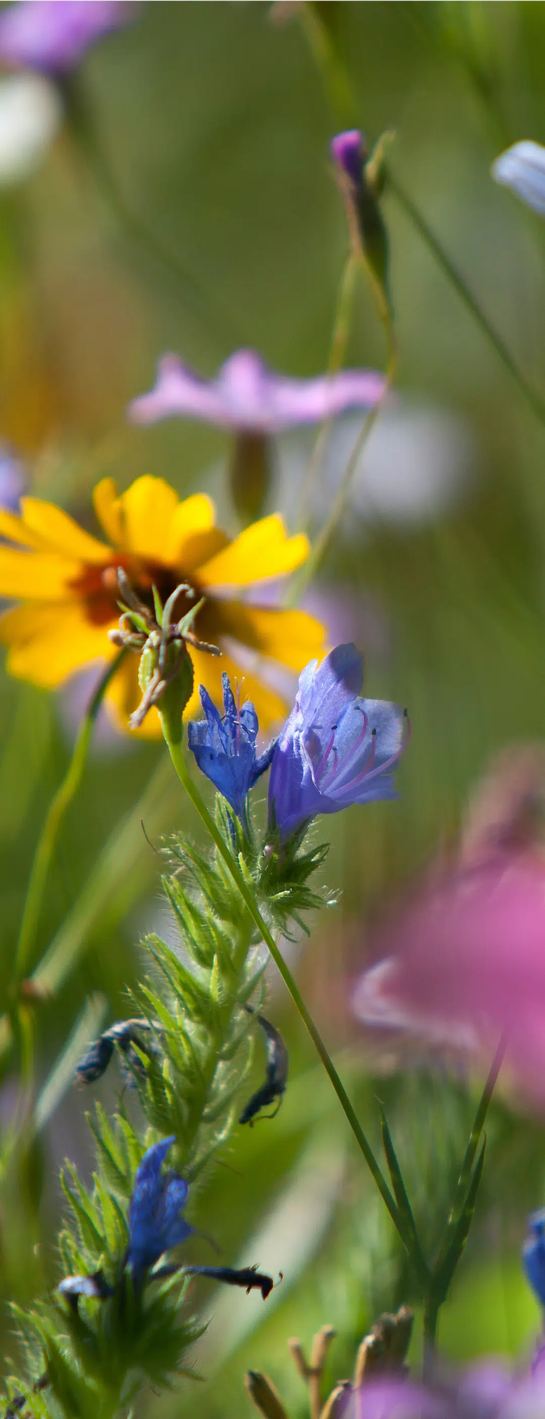 Blumenwiese Blumenwiese