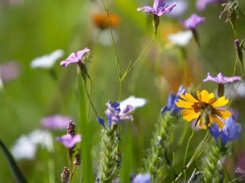 Wildblumenwiese Wildblumenwiese